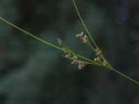 Juncus tenuis Upplagsplats 200 m ENE Hultabo, Halmstad, Halland, Sweden 20190715_0580