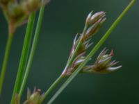 Juncus tenuis Upplagsplats 200 m ENE Hultabo, Halmstad, Halland, Sweden 20190715_0582