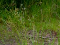 Juncus tenuis Upplagsplats 200 m ENE Hultabo, Halmstad, Halland, Sweden 20190715_0583