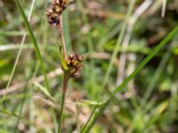 Luzula campestris Åhus idrottsplats, Åhus, Kristianstad, Skåne, Sweden 20150511_0043