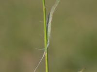 Luzula campestris Åhus idrottsplats, Åhus, Kristianstad, Skåne, Sweden 20150511_0046