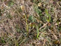 Luzula campestris Gösslunda, Mörbylånga, Öland, Sweden 20160410_0090