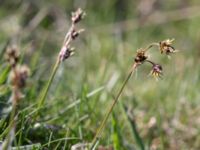 Luzula campestris Hilleshögs backar, Landskrona, Skåne, Sweden 20160422_0025