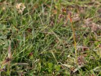 Luzula campestris Husie mosse, Malmö, Skåne, Sweden 20150411_0106