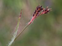 Luzula campestris Käglinge hästbacke, Malmö, Skåne, Sweden 20190503_0047