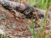 Luzula divulgata Solviken, Mölle, Höganäs, Skåne, Sweden 20190601_0100