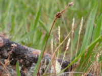 Luzula divulgata Solviken, Mölle, Höganäs, Skåne, Sweden 20190601_0101