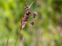 Luzula multiflora Solviken, Mölle, Höganäs, Skåne, Sweden 20150515_0119