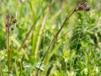 Luzula multiflora Solviken, Mölle, Höganäs, Skåne, Sweden 20150515_0121