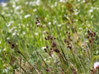 Luzula multiflora ssp. multiflora Solviken, Mölle, Höganäs, Skåne, Sweden 20150515_0098