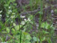 Luzula nivea Övergiven p-pl Magistratsvägen, Lund, Skåne, Sweden 20150608_0102