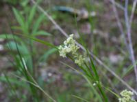 Luzula nivea Övergiven p-pl Magistratsvägen, Lund, Skåne, Sweden 20150608_0107