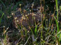 Luzula pilosa Dragongränd 13, Färjestaden, Mörbylånga, Öland, Sweden 20160409_0164