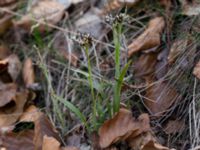 Luzula pilosa Lilla Bogatelinjen, Böda, Borgholm, Öland, Sweden 20160409_0019