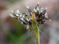 Luzula pilosa Lilla Bogatelinjen, Böda, Borgholm, Öland, Sweden 20160409_0022