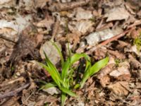 Luzula pilosa Stenshuvud, Simrishamn, Skåne, Sweden 20160420_0034