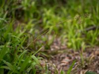 Luzula sylvatica Nöbbelöv, Lund, Skåne, Sweden 20170515_0004