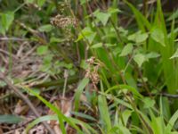 Luzula sylvatica Nöbbelöv, Lund, Skåne, Sweden 20170515_0005