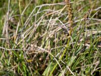 Triglochin maritima Fågelviken, Mölle, Höganäs, Skåne, Sweden 20150515_0248