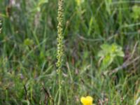 Triglochin maritima Stenudden, Kungsbacka, Halland, Sweden 20160604_0045