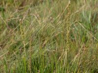 Triglochin maritima Terekudden, Bunkeflo strandängar, Malmö, Skåne, Sweden 20150724_0013