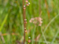 Triglochin palustris Fuktängen Toarpsdammen, Toarp, Malmö, Skåne, Sweden 20220601_0061