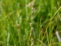 Triglochin palustris Fuktängen, Toarp, Malmö, Skåne, Sweden 20210628_0036