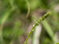 Triglochin palustris Gyetorpskärret, Kristianstad, Skåne, Sweden 20160628_0153