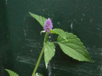 Agastache rugosa Bergsgatan 41, Malmö, Skåne, Sweden 20170809_0004