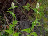 Agastache rugosa Gunnilse grusgrop, Angered, Göteborg, Västergötland, Sweden 20190716_0455