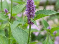 Agastache rugosa Spiggans plats, Malmö, Skåne, Sweden 20220714_0023