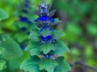 Ajuga genevensis Hollokö village, Nograd, Hungary 20140507_0175