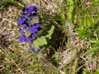 Ajuga genevensis Kristianstad högskola, Kristianstad, Skåne, Sweden 20150605_0261