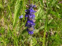 Ajuga genevensis Kristianstad högskola, Kristianstad, Skåne, Sweden 20150605_0264