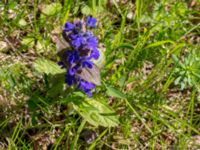 Ajuga genevensis Kristianstad högskola, Kristianstad, Skåne, Sweden 20150605_0268