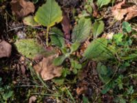 Ajuga genevensis Limhamns kalkbrott, Malmö, Skåne, Sweden 20170903_0079