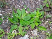 Ajuga genevensis Limhamns kalkbrott, Malmö, Skåne, Sweden 20180901_0031