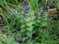 Ajuga pyramidalis Kummeln, Lyckeby, Karlskrona, Blekinge, Sweden 20170525_0267