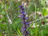 Ajuga reptans Hamnen, Klagshamns udde, Malmö, Skåne, Sweden 20230518_0045