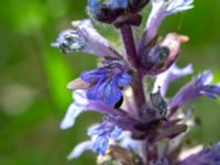 Ajuga reptans Hamnen, Klagshamns udde, Malmö, Skåne, Sweden 20230518_0047