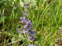 Ajuga reptans Klosterängshöjden, Lund, Skåne, Sweden 20180517_0027