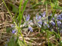 Ajuga reptans Klosterängshöjden, Lund, Skåne, Sweden 20180517_0028