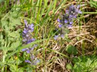 Ajuga reptans Klosterängshöjden, Lund, Skåne, Sweden 20180517_0029