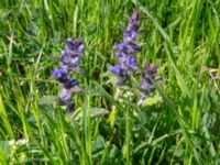 Ajuga reptans Kochebi Lake, Mtskheta-Mtianeti, Georgia 20180428_3105