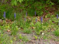 Ajuga reptans Säbyholm, Landskrona, Skåne, Sweden 20210515_0029