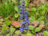 Ajuga reptans Säbyholm, Landskrona, Skåne, Sweden 20210515_0030