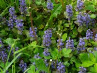 Ajuga reptans Turistvägen, Färjestaden, Mörbylånga, Öland, Sweden 20190525_0147