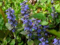 Ajuga reptans Turistvägen, Färjestaden, Mörbylånga, Öland, Sweden 20190525_0148