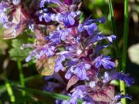 Ajuga reptans Ulricedal, Malmö, Skåne, Sweden 20200511_0021