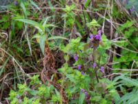 Ballota nigra Baragatan, Johanneslust, Malmö, Skåne, Sweden 20190909_0029